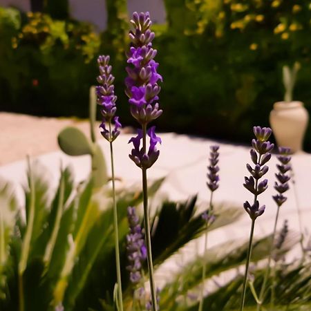 Lago  Colazione Dei Canottieri Bed & Breakfast エクステリア 写真