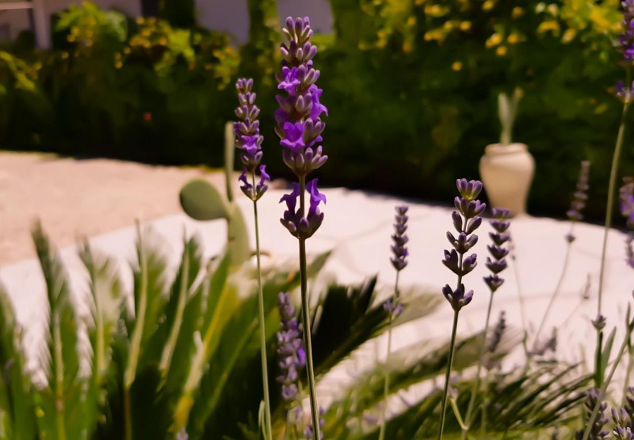 Lago  Colazione Dei Canottieri Bed & Breakfast エクステリア 写真